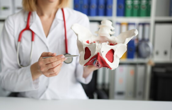 Gynecologist doctor holds model of bones of pelvic floor. Myofascial syndrome of the pelvic floor and perineum concept