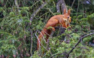 Eichhörnchen im Baum