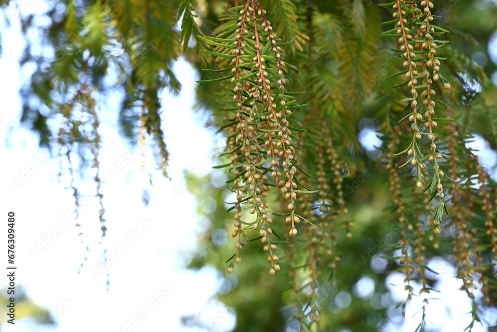 Poster Metasequoia ( Dawn redwood ) male inflorescences. 
Cupressaceae deciduous conifer.