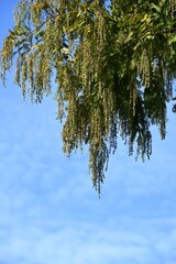 Metasequoia ( Dawn redwood ) male inflorescences. 
Cupressaceae deciduous conifer.