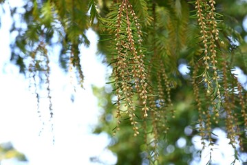 Metasequoia ( Dawn redwood ) male inflorescences. 
Cupressaceae deciduous conifer.