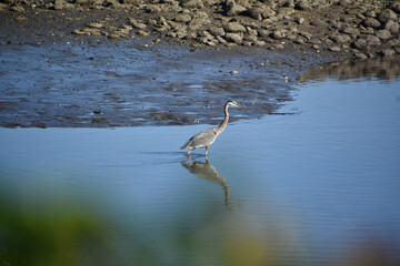 Mud flat with a Great Blue Heron