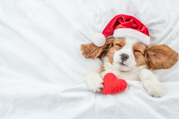 Cozy Cavalier King Charles Spaniel puppy wearing red santa hat sleeps with red heart under white...