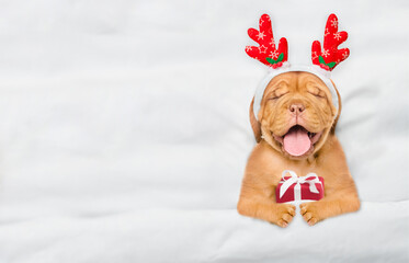 Happy Mastiff puppy dressed like santa claus reindeer Rudolf sleeps under white blanket at home and...