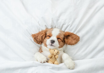 Cute Cavalier King Charles Spaniel puppy sleeps on a bed at home and hugs toy bear. Top down view. Empty space for text