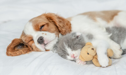 Friendly Cavalier King Charles Spaniel sleeps with tiny kitten on the bed at home. Kitten hugs  toy bear