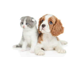Friendly Cavalier King Charles Spaniel sits with tiny kitten. Pets look up together on mepty space. Isolated on white background