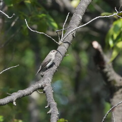 grey streaked flycatcher  in a forest