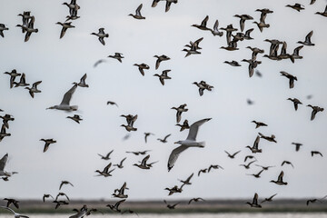 geese fly over the water on a sunny autumn day