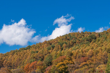 高原の紅葉風景と青空