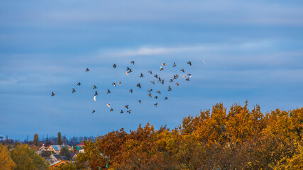 Early morning overcast sky over orange woods with flock of pigeons