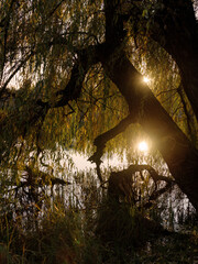 Sun reflection on the water through leaves of big willow tree