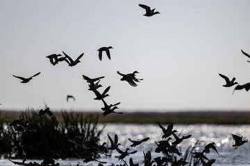 geese fly over the water on a sunny autumn day