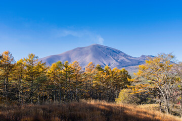 色づいたカラマツと浅間山と青空