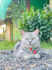 cat in the garden