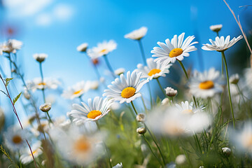 Colorful Daisy Blossoms in a Blue Sky