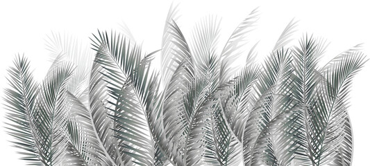 Macro scale palm leaves. 