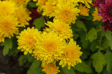 Beautiful chrysanthemum bushes yellow, red, white, pink, red colors