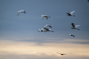white egret gracefully flies over the water on a sunny autumn day