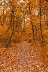 Autumn trees in the park