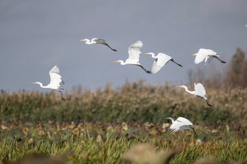 white egret gracefully flies over the water on a sunny autumn day