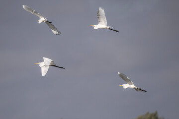 white egret gracefully flies over the water on a sunny autumn day
