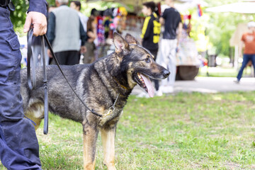 Police officer in uniform on duty with aged K9 canine German shepherd police dog, blurred people in the background. Search, rescue or guard dog concept.