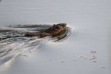 Fototapeta premium water rat swims along the river during the day