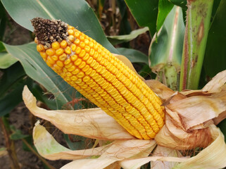 ripe corn cob in the filed close up