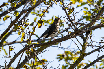 a bird sits on a dry branch above the water on a sunny autumn day