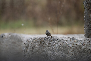 a bird sits on a dry branch above the water on a sunny autumn day