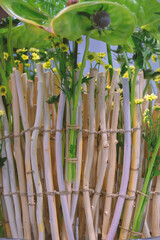 Composition of thin twigs and green plants with wide leaves.