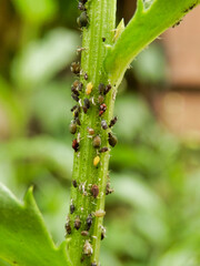 Stem of a Leucanthemum plant inested with bugs including, aphids, jassids, milkweed aphids, greenfly, blackfly and rover ants.
