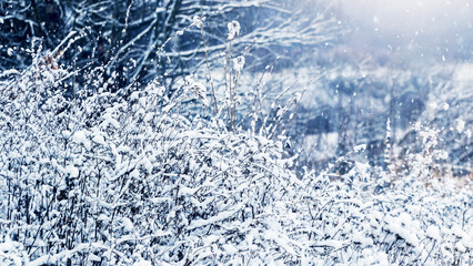 Fototapeta premium Snow-covered bushes in the forest on a blurred background, winter landscape