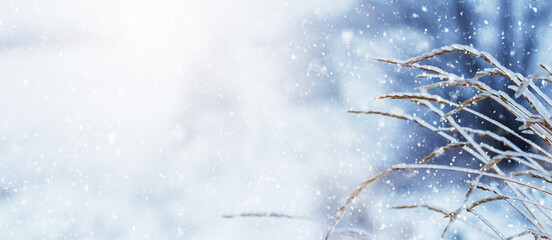 Dry branches of plants covered with ice in bad weather in winter. Icing in winter during thaw and...