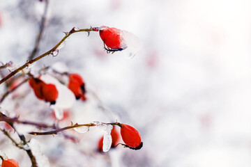 Ice covered red rosehip berries in cold winter weather on blurred background