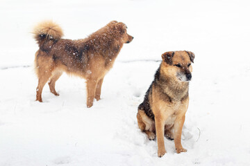 Two dogs sit in the yard in winter and look attentively ahead