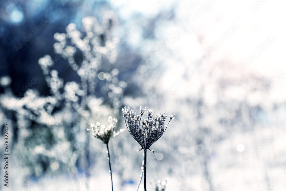 Poster winter atmospheric view with dry plants covered with frost on a blurred background in a meadow on a 