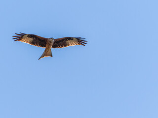 Red kite flying in the blue sky. Red kite (Milvus milvus) flying in the Spanish Pyrenees. April. It is resident in the milder parts of its range in western Europe and northwest Africa.