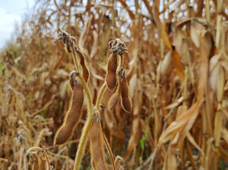 ripe soybean field in bright autumn day in Vojvodina