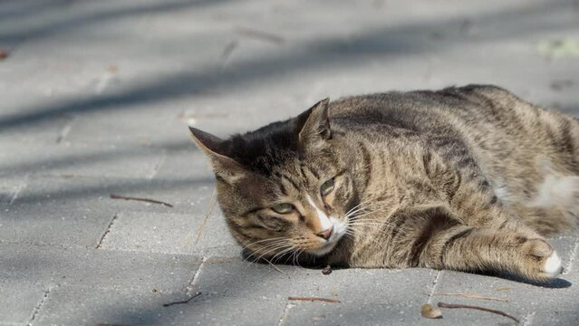 Lazy Cute Tabby Cat Rolling on Walkway Under Sunlight in Slow Motion Close-up