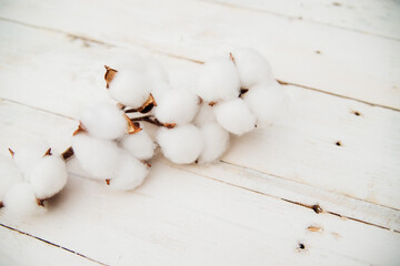 A branch with white cotton flowers on a white wooden background.Mother's Day and Valentine's Day. Space for text. Wedding. Tenderness and purity.