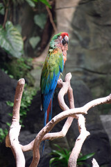 Portrait of a beautiful red and green macaw , ara chloropterus, a large parrot native to central and South America, sitting on a wooden perch in a jungle setting.