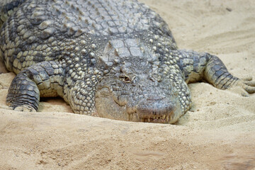 Crocodylidae. A big and dangerous crocodile looking at you above the sand of a zoo reptile.
