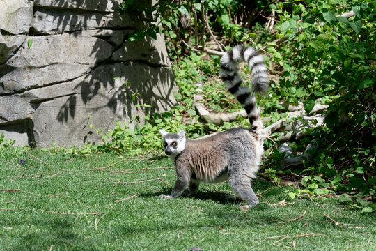 Lemurs (Lemuroidea), one of the cutest animals of Madagascar, usually live in forests with high trees.