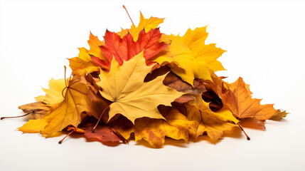 A mound of yellow leaves on a white background