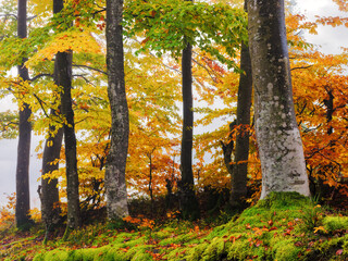 beech trees in carpathian deciduous forest. beautiful nature scenery in autumn. foliage in fall colors