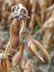 ripe soybean field in bright autumn day in Vojvodina