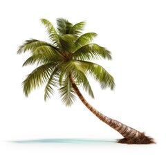 Coconut palm,Coconut tree lay down, its roots crooked,isolated white background, for use in design Decoration work