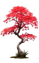 Maple tree, red japanese, isolated white background, Suitable for use in design Decoration work